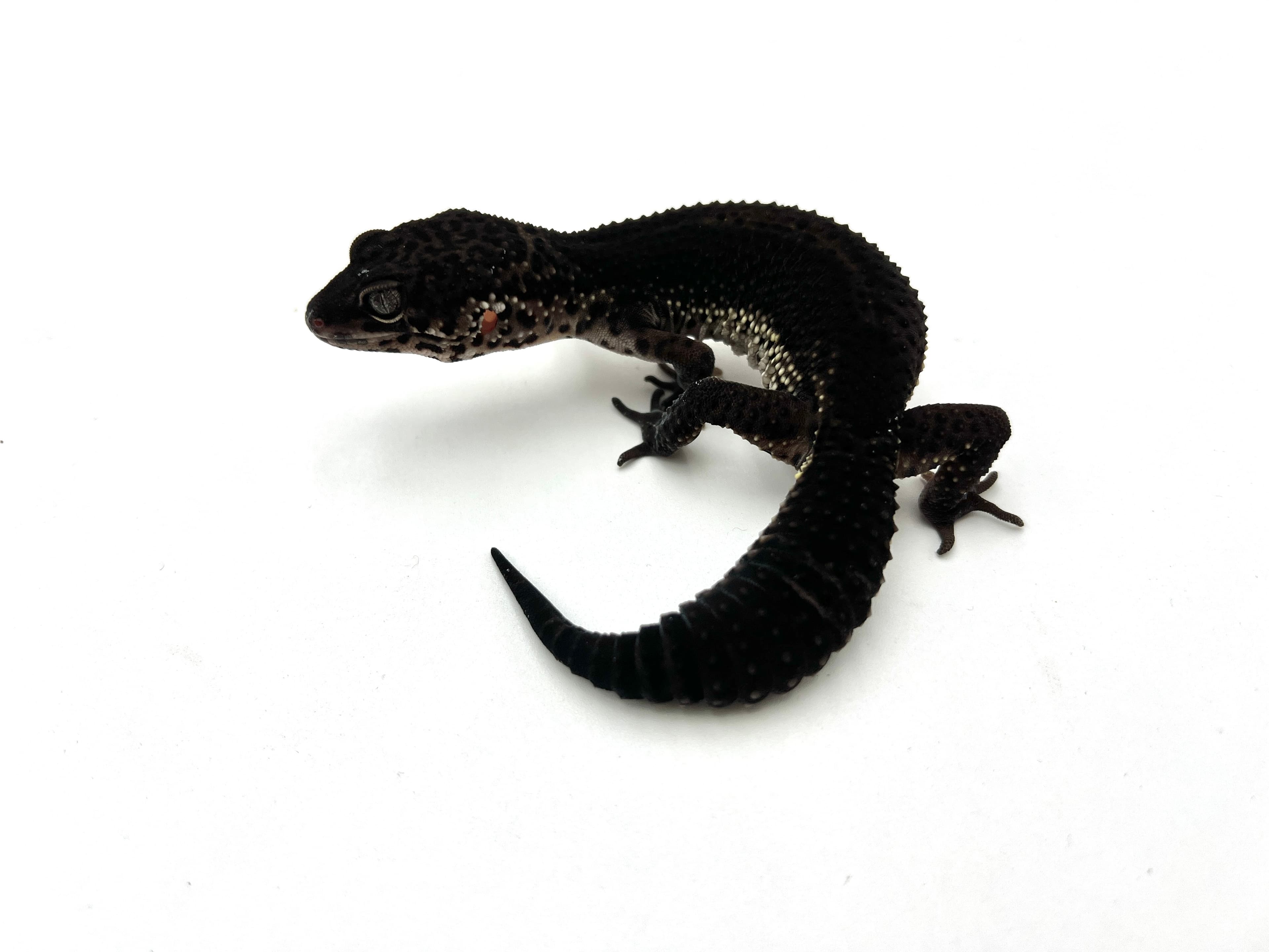 Black Night 2