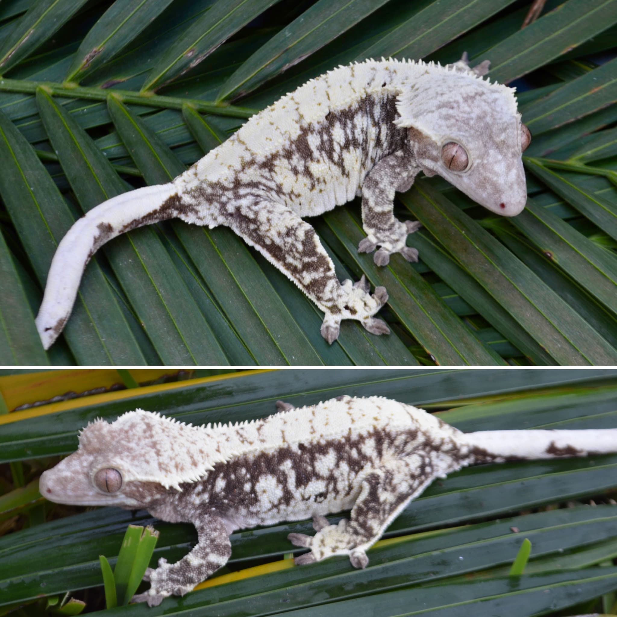 Panga