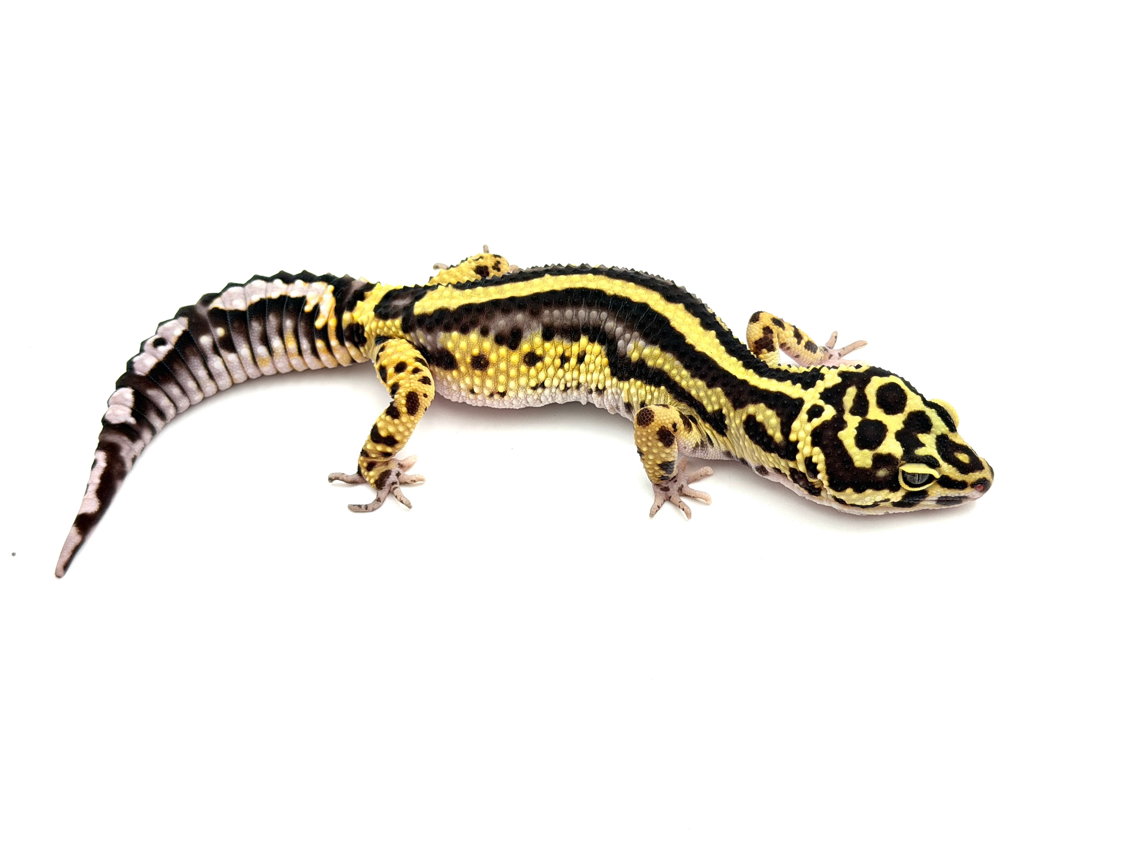 BoldStripe