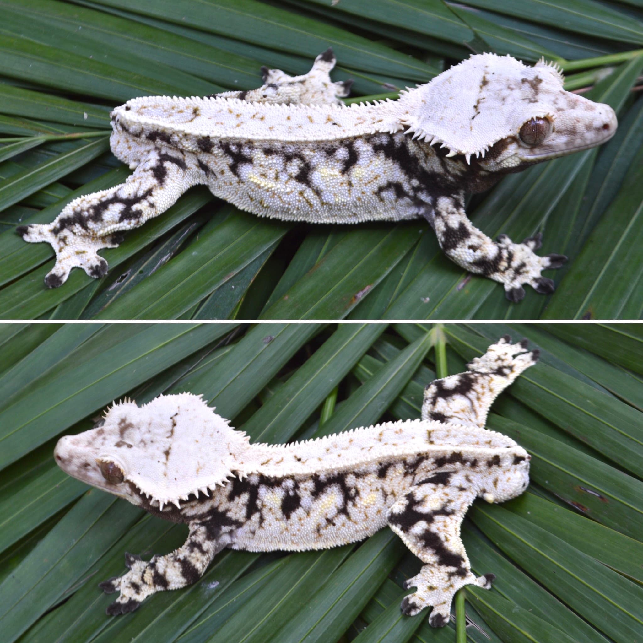 Drako
