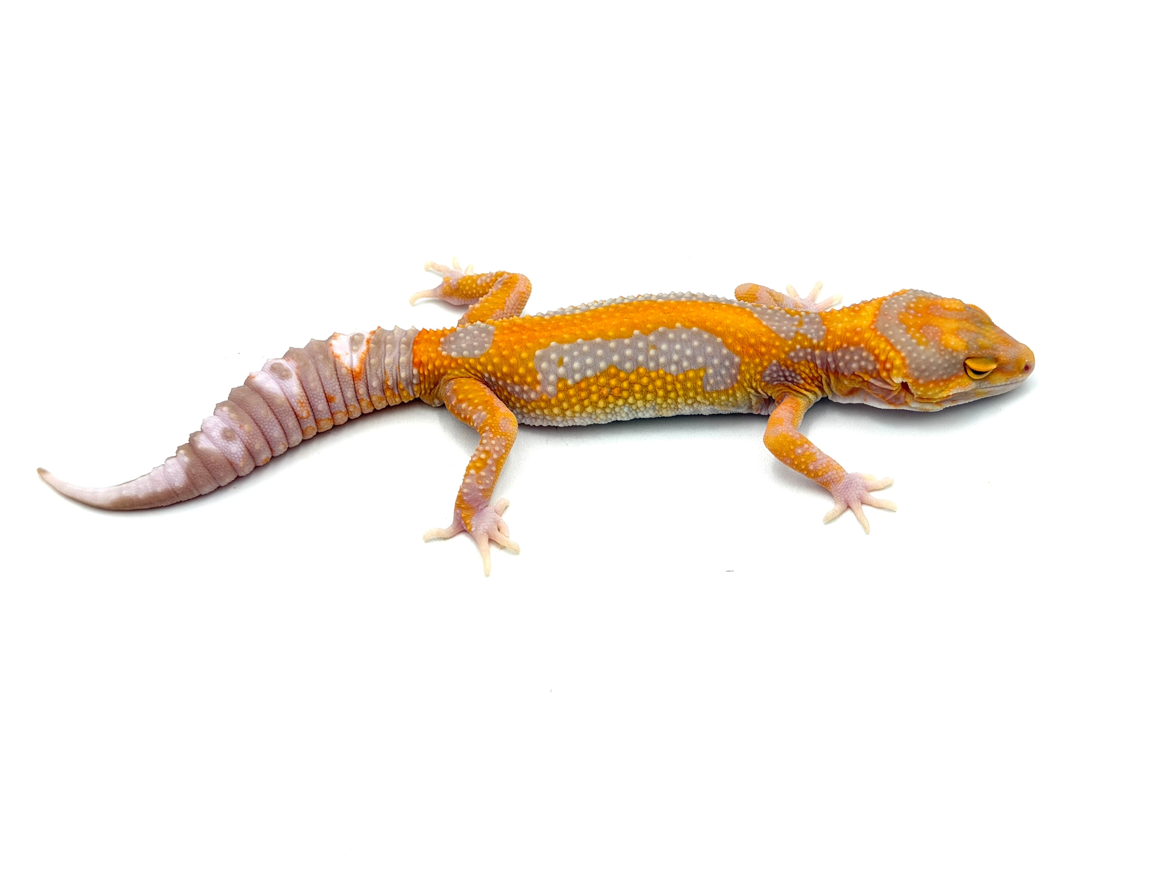 Tremper Bold Tangerine