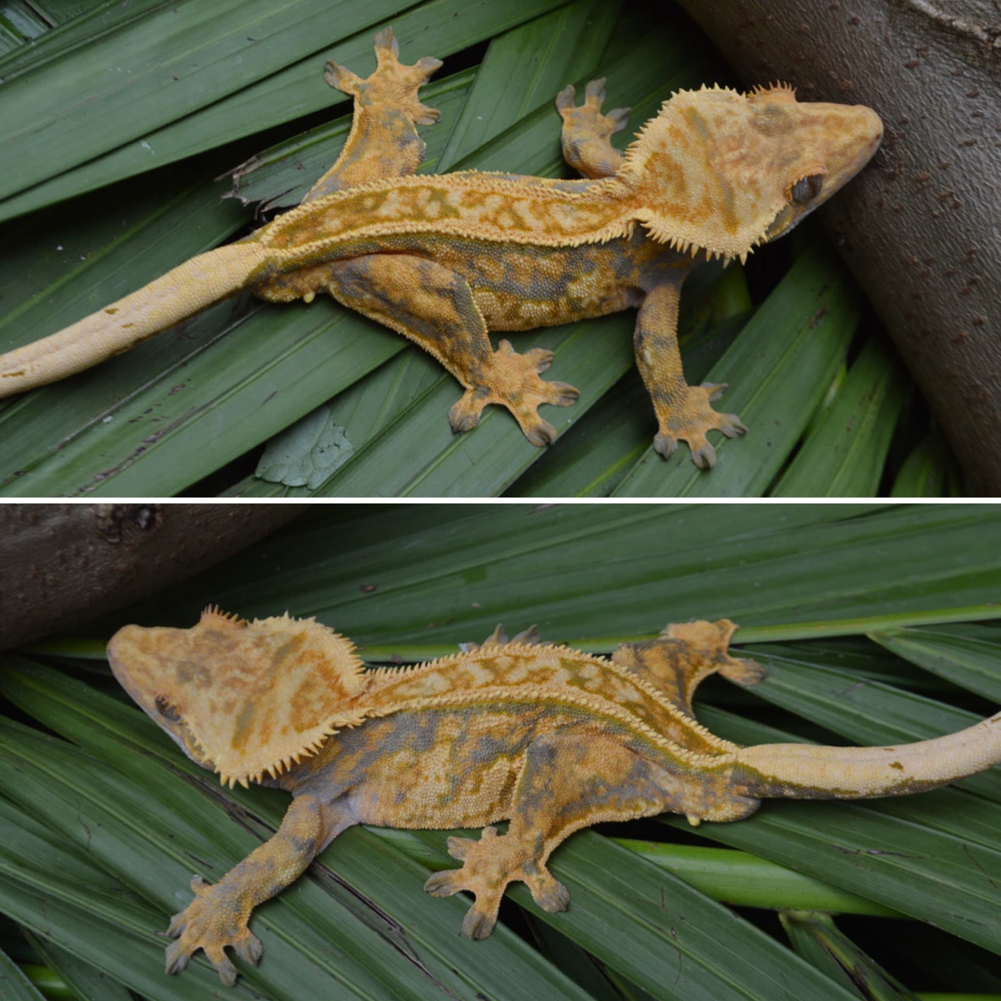 Orangutan