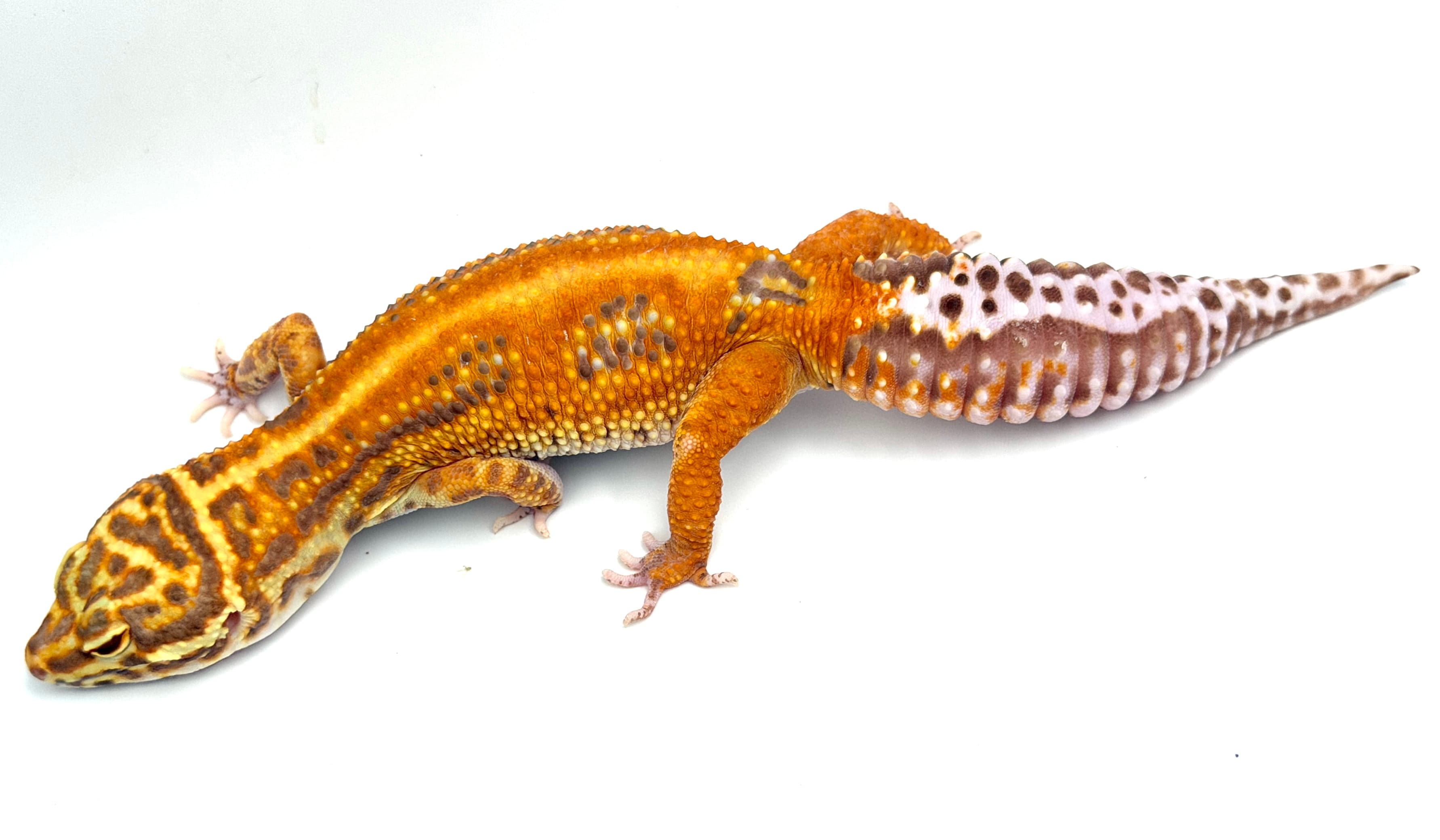 Tang Bell Albino