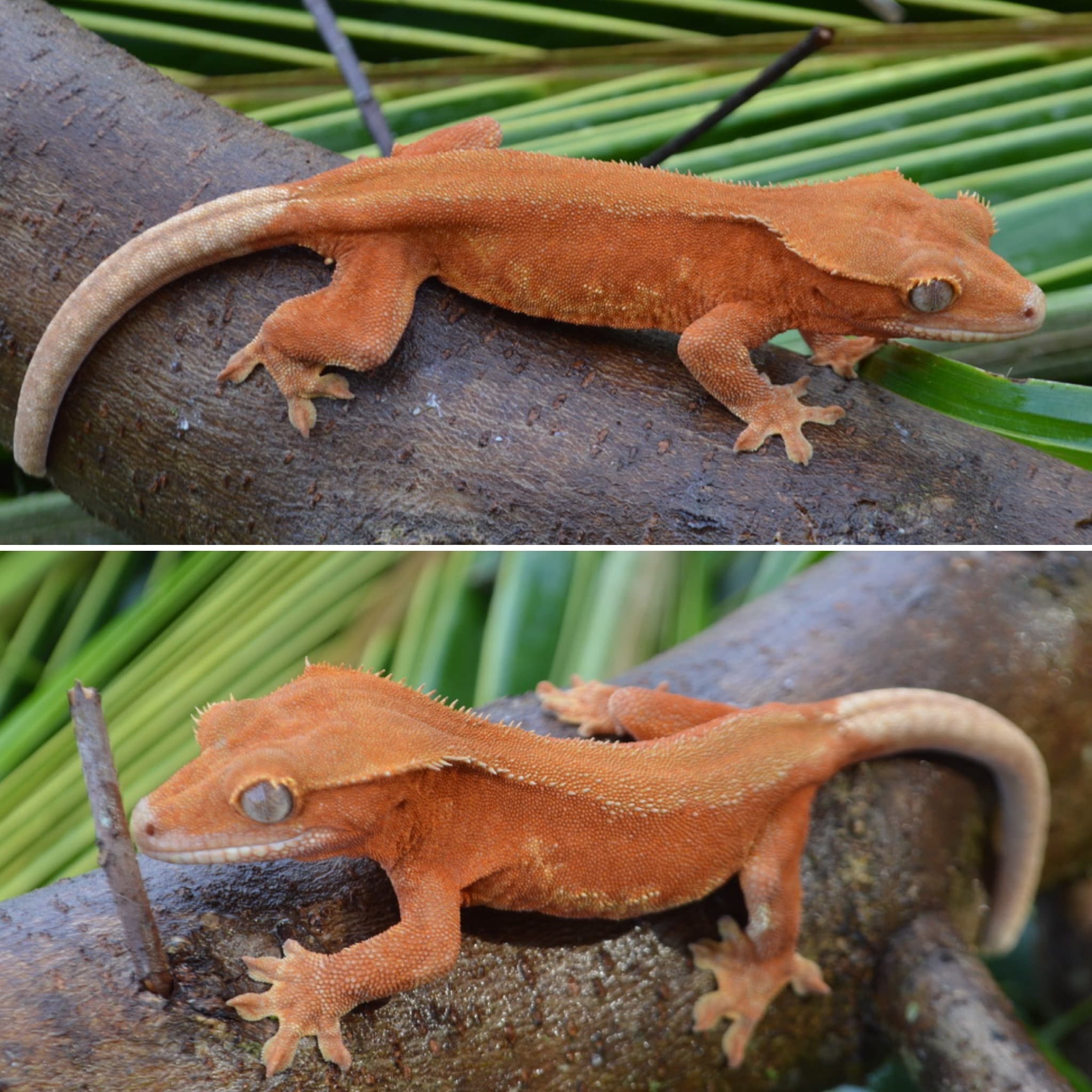 Red Phantom Tangerine EU LW