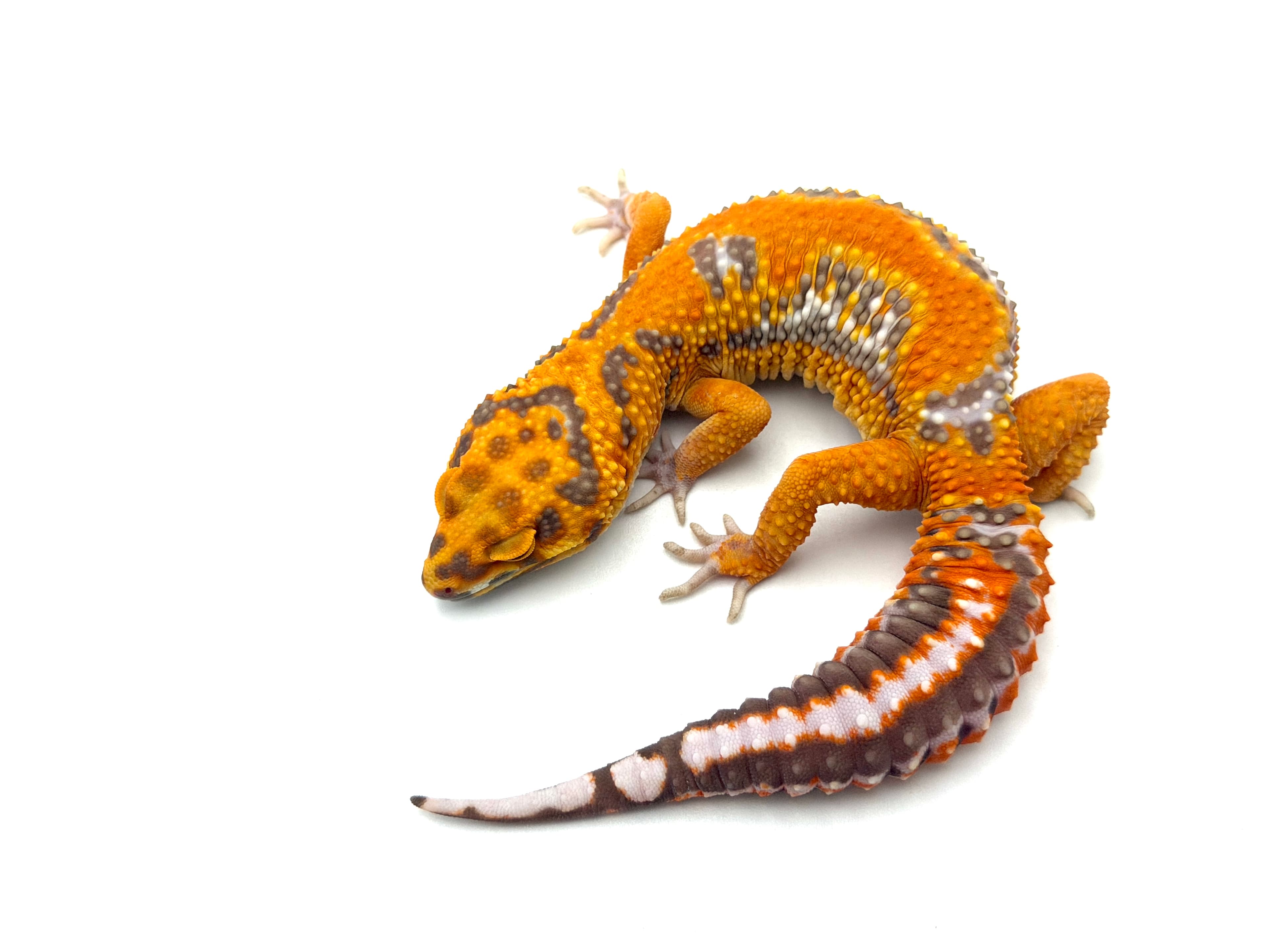 Tremper Bold Tangerine #1