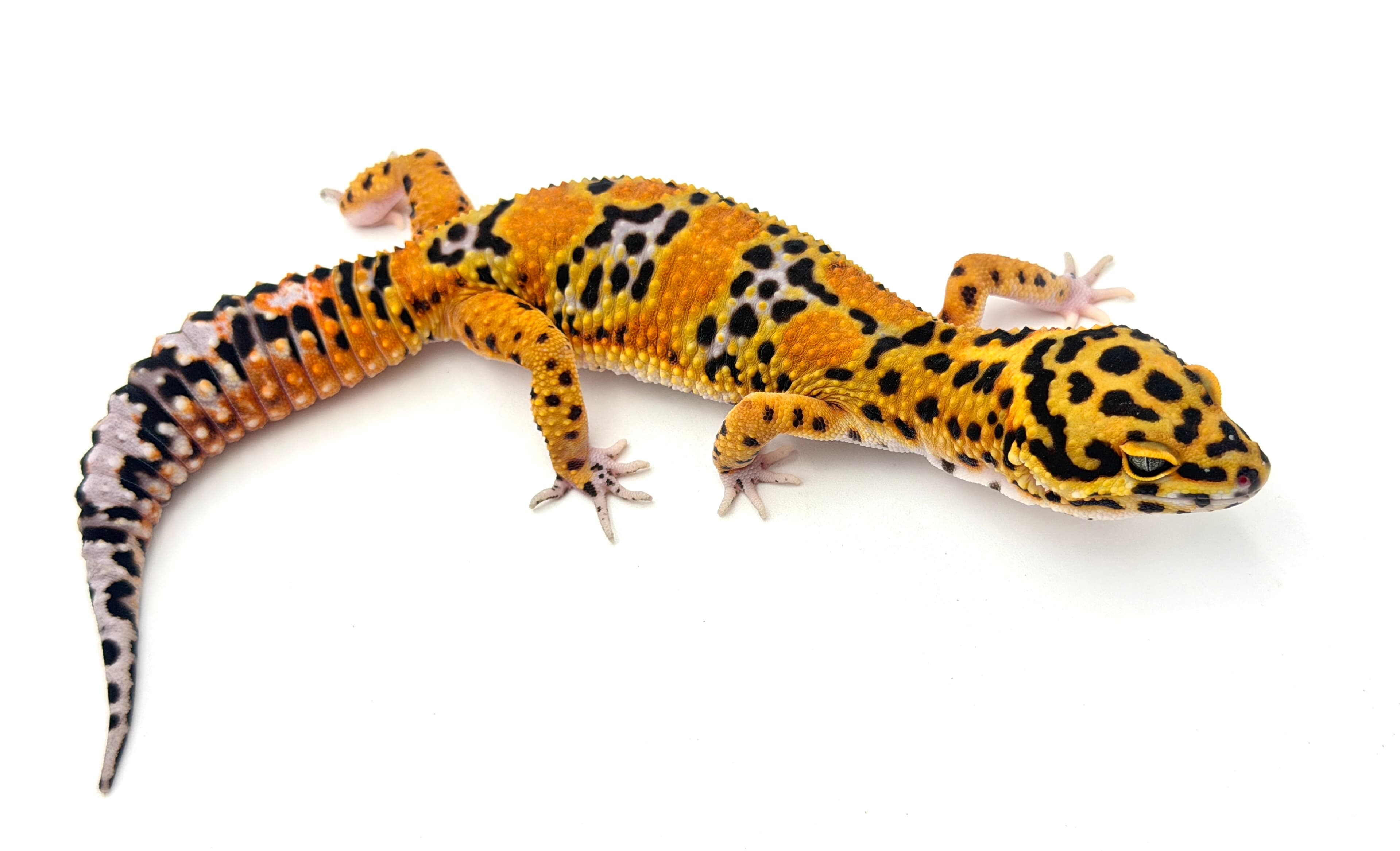 Tangerine Bold