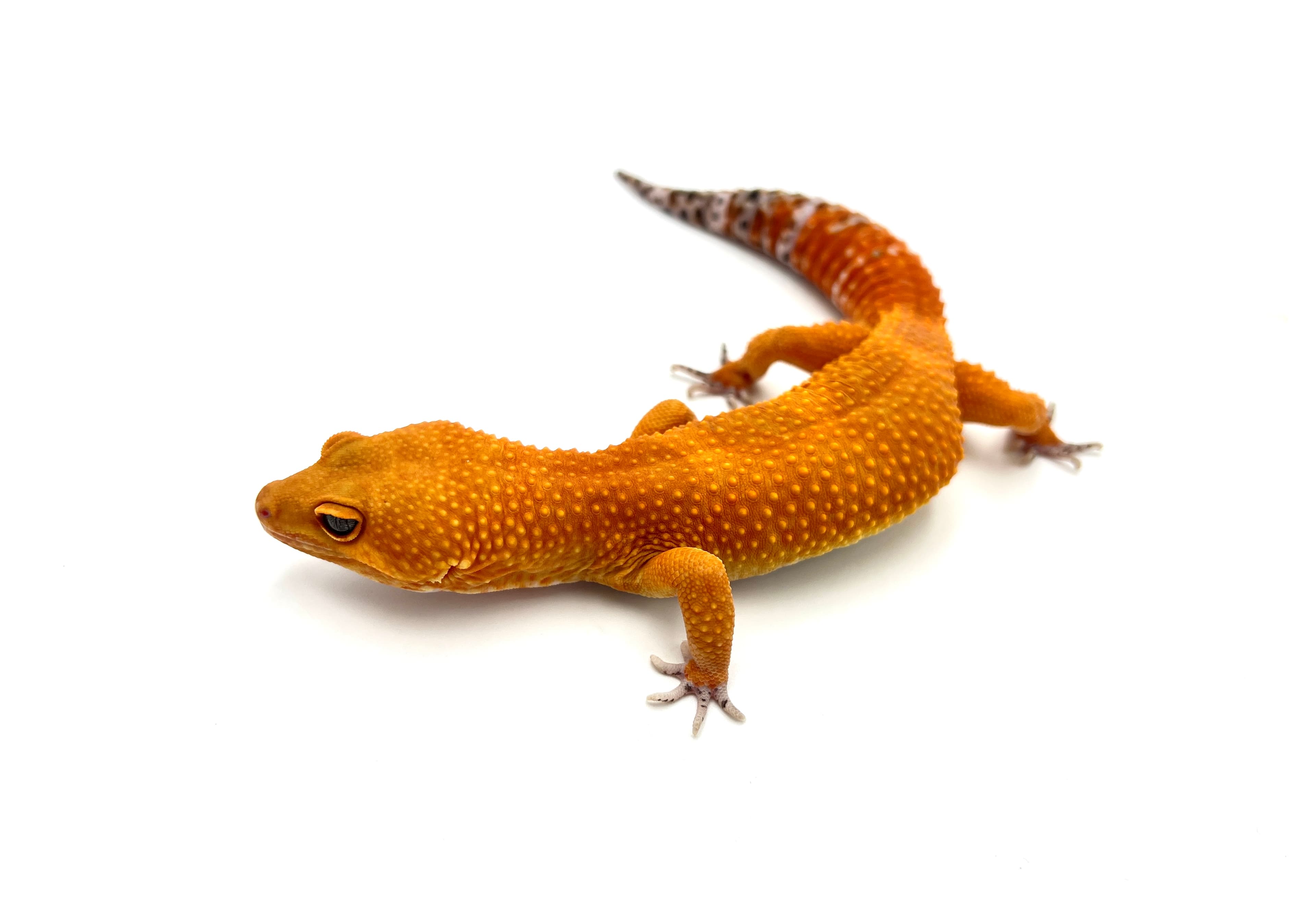 Tangerine Tornado 2