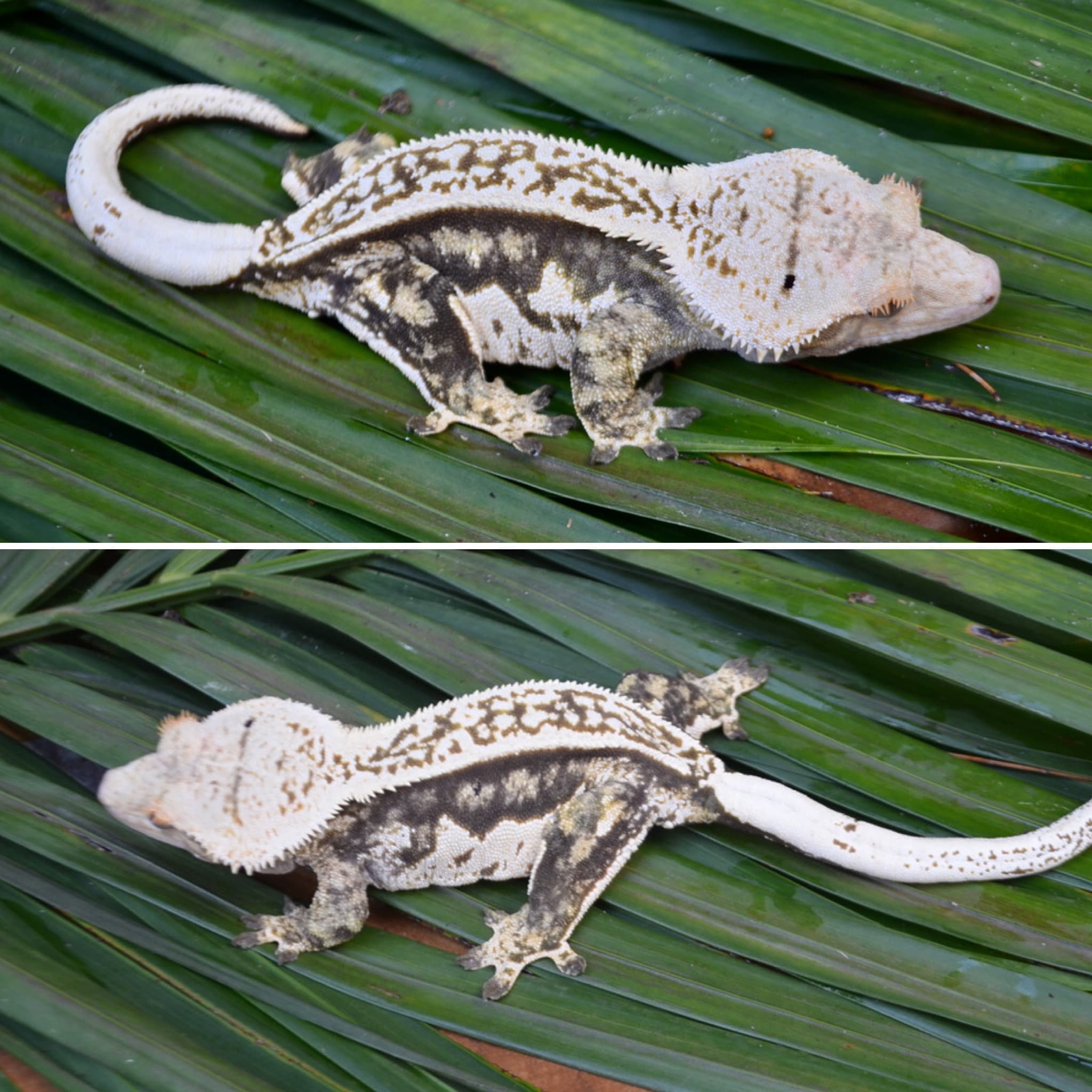 Whitewall Harlequin Pinstripe Female