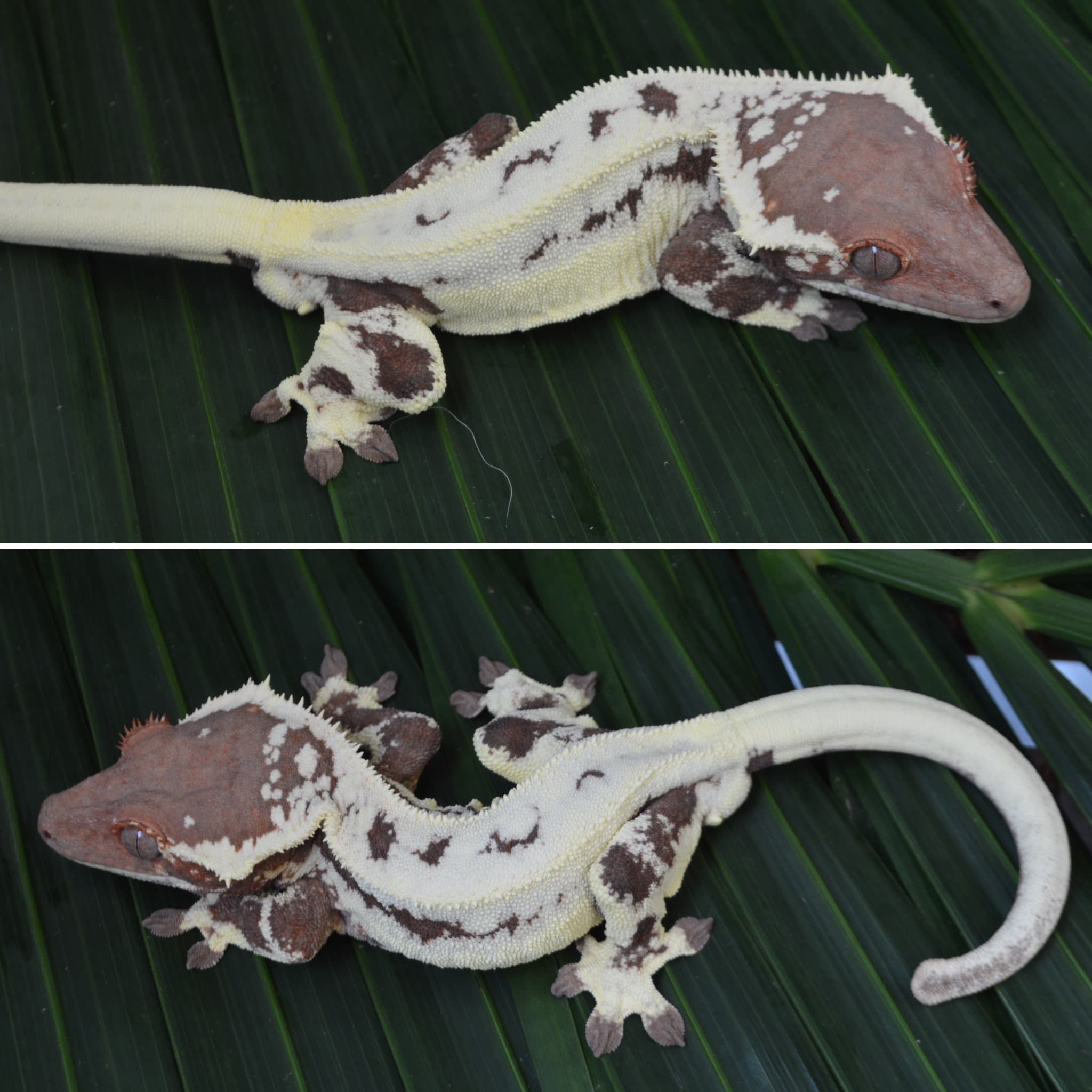 Cortadito