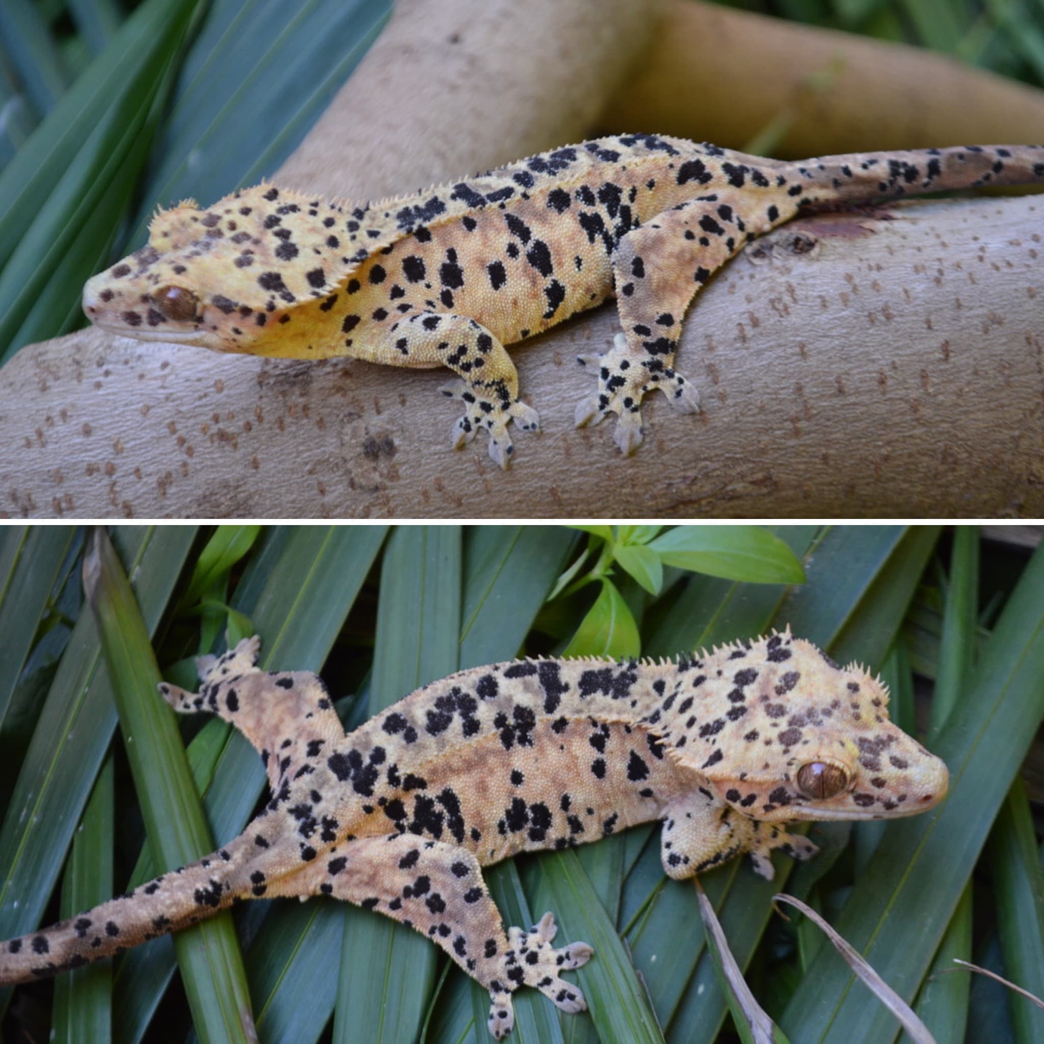 Spotty girl