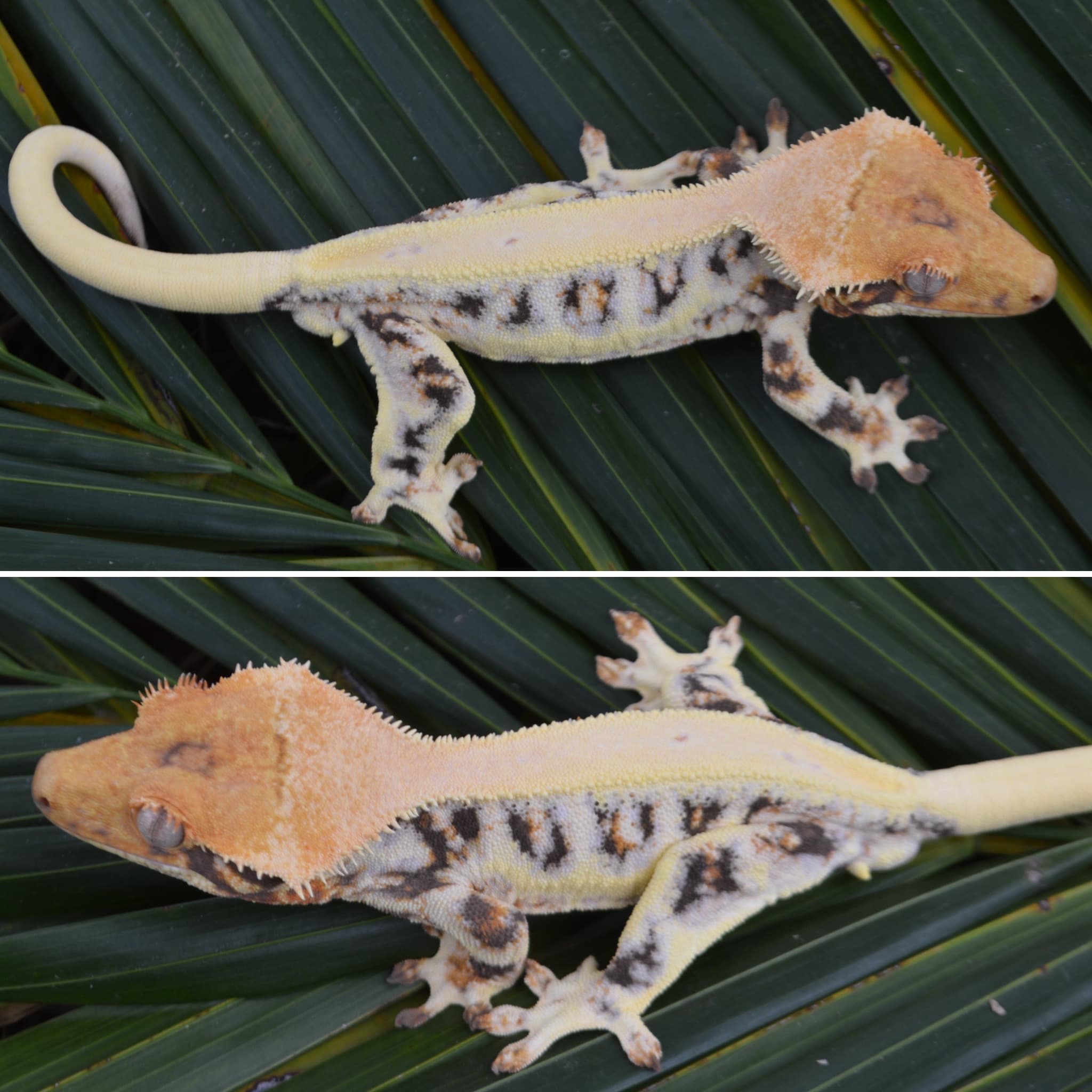 Polaco