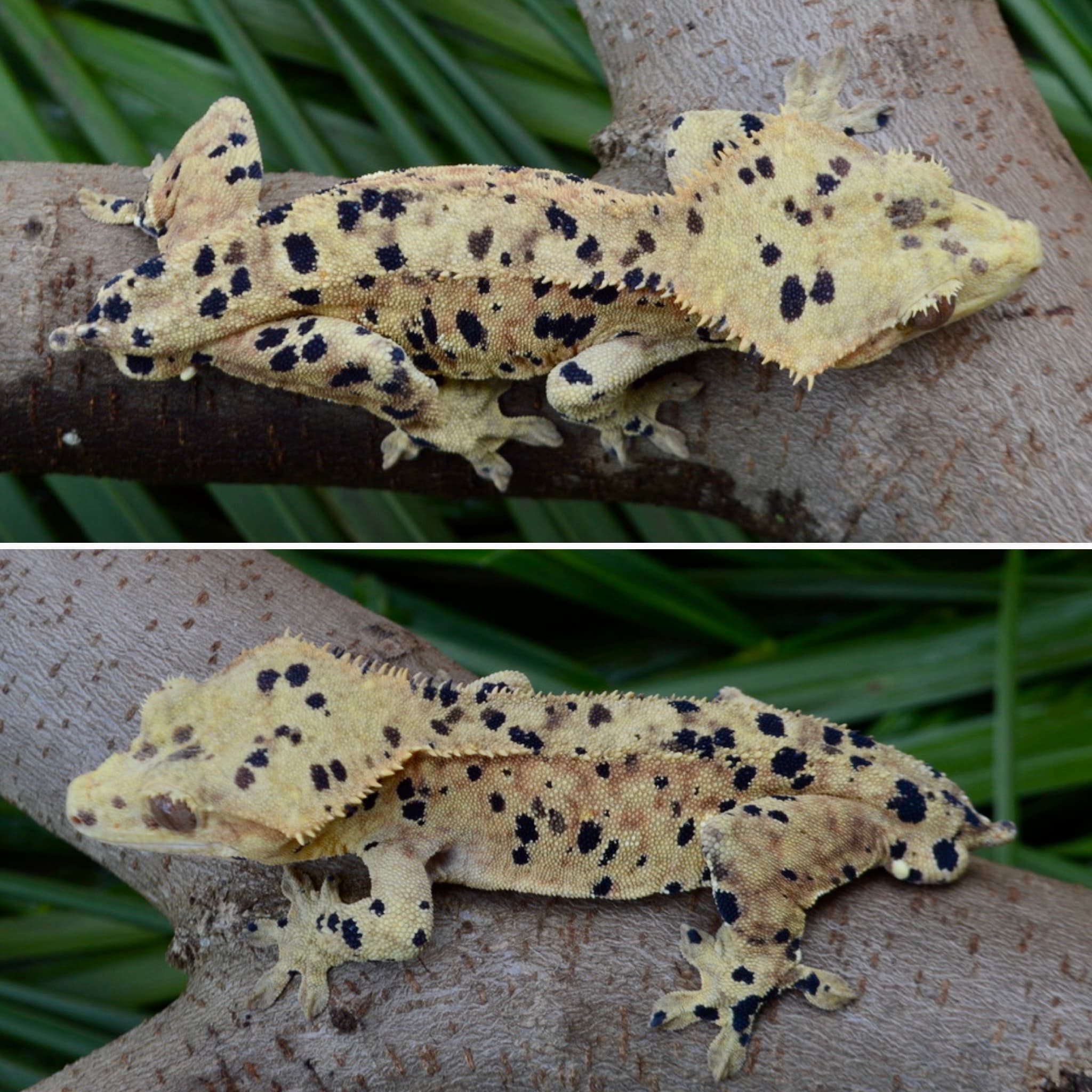 Pongo