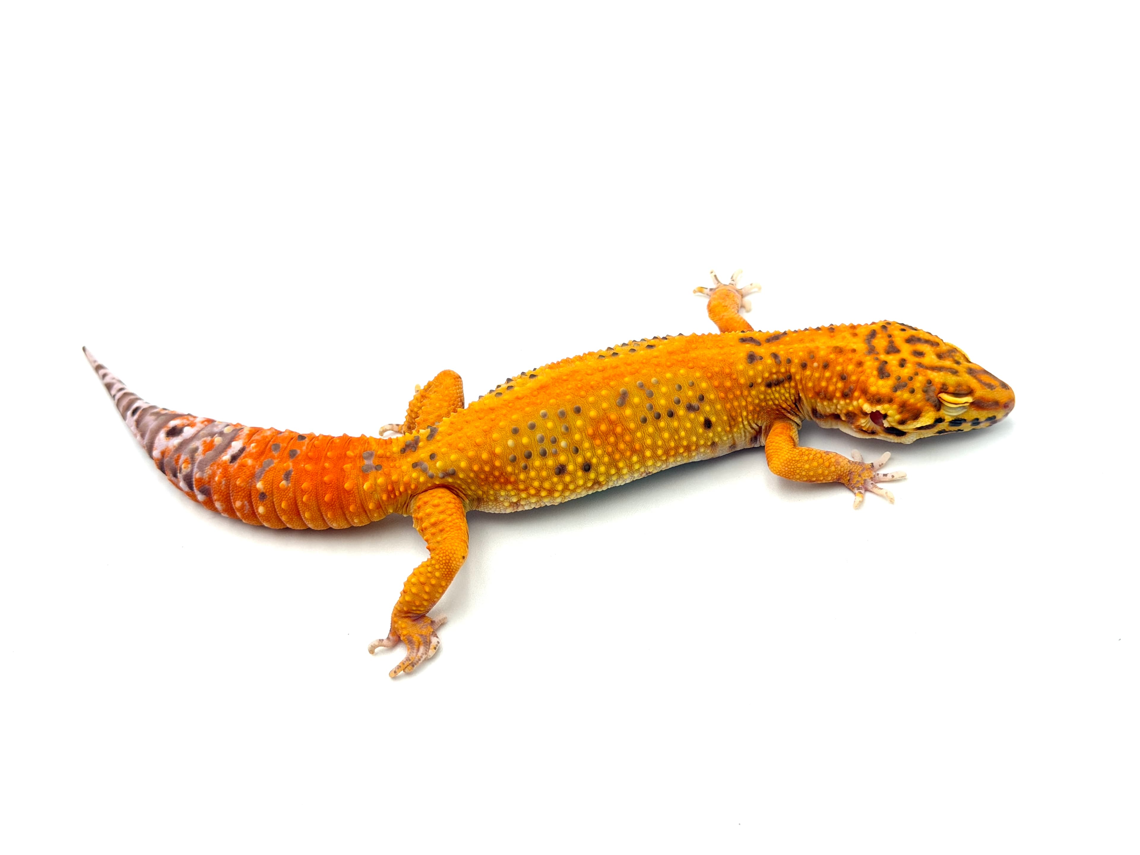 Tang Bell Albino #19