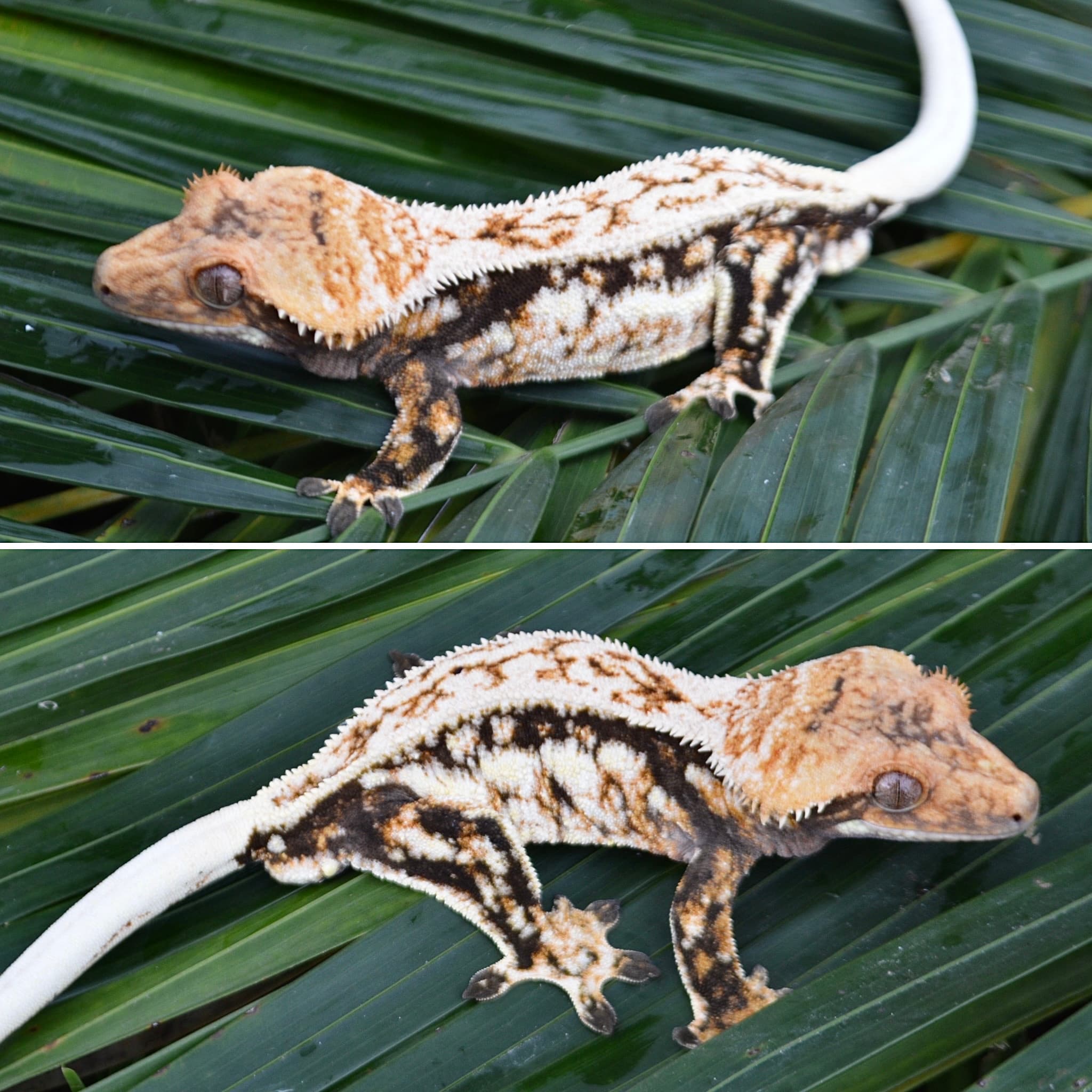 LilFoot