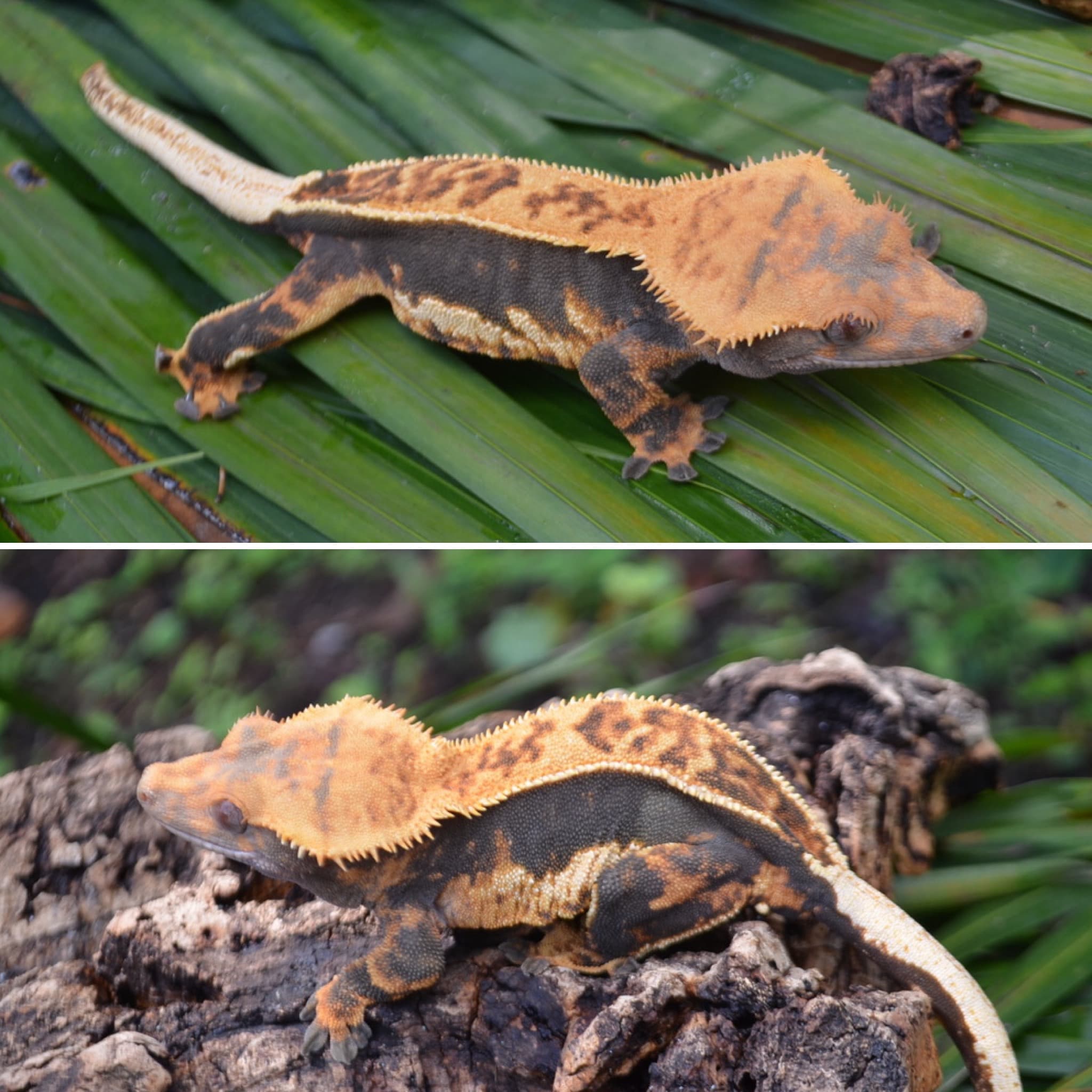 Tangerine Female