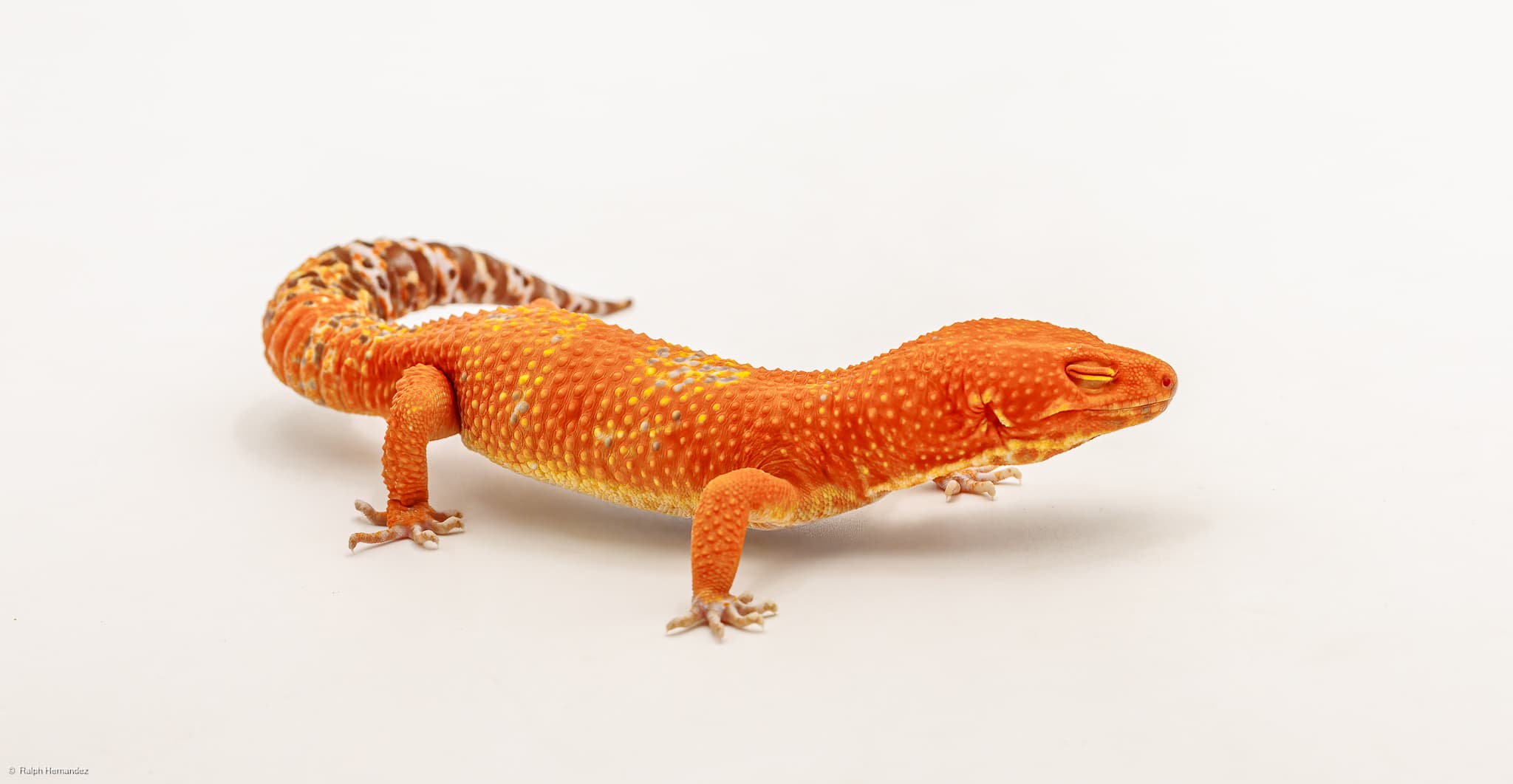 Torch - Melanistic Tremper